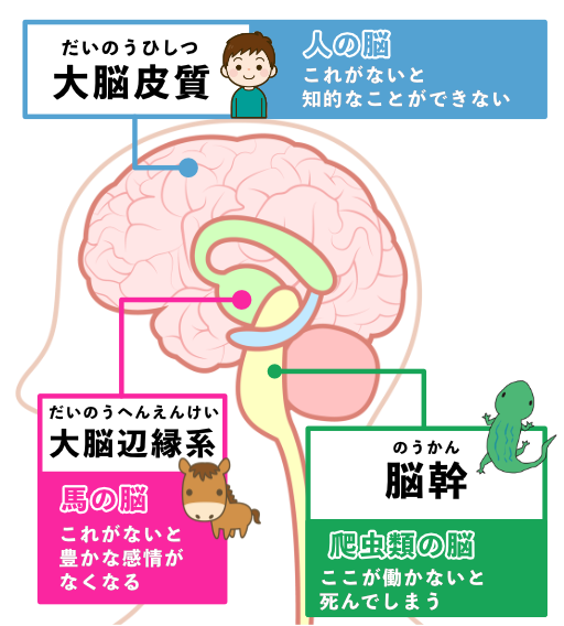 脳の3層構造。爬虫類の脳(脳幹)、馬の脳(大脳辺縁系)、人の脳(大脳皮質)の順に下から重なっている。