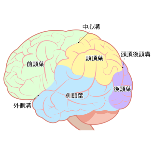 大脳皮質は、脳の大きなしわによって、「前頭葉」「頭頂葉」「側頭葉」「後頭葉」の4つの部位に分けられている。