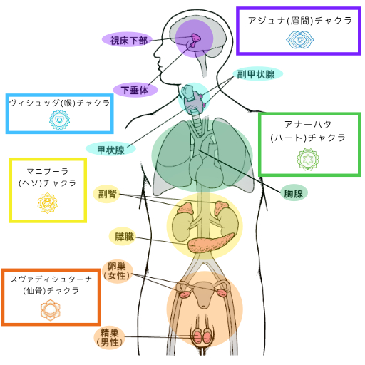 チャクラと内分泌腺 位置関係